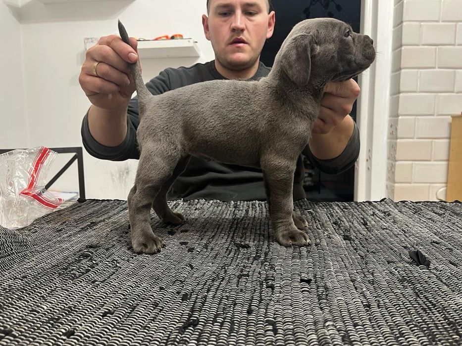 Cane Corso piesek