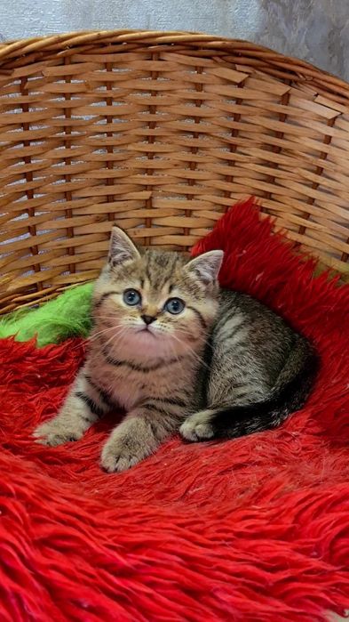 Золотий тігрик шотландци