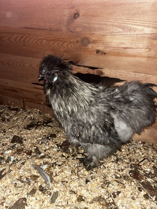 Sprzedam koguta (silka jedwabista)