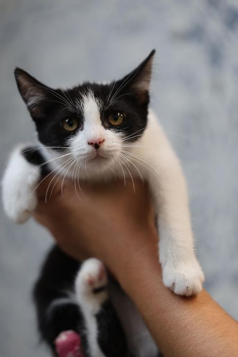 Kociaki do adopcji dom niewychodzący