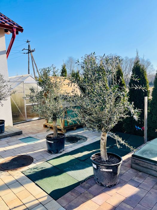 Olea europaea intensivo grube pnie import Hiszpania