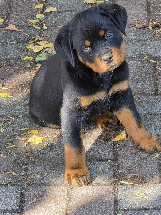 Rottweiler - szczenię z rodowodem FCI