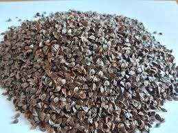 Gryka poplon ekologiczna miododajne dopłaty  nasiona