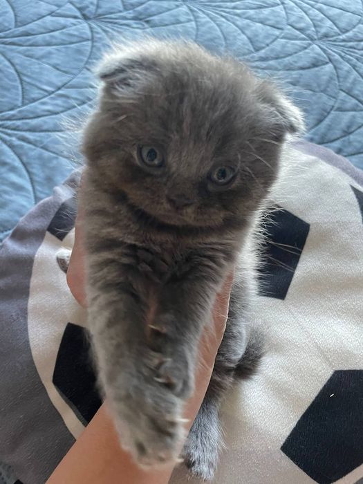 Висловухі кошенята Scottish fold