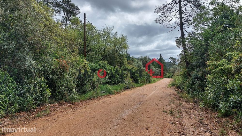 Terra de Mato com Oliveiras e Azinheiras