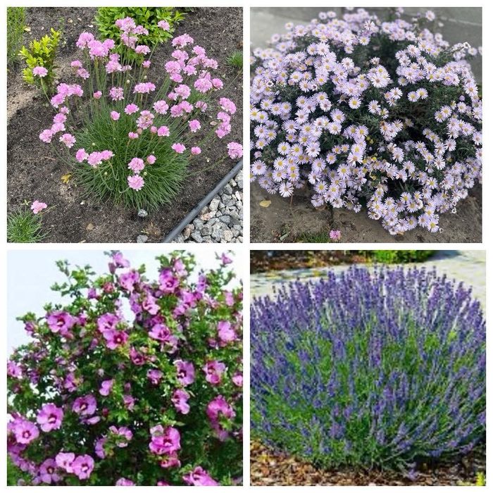 Вечнозеленые многолетники -иберис, гвоздика