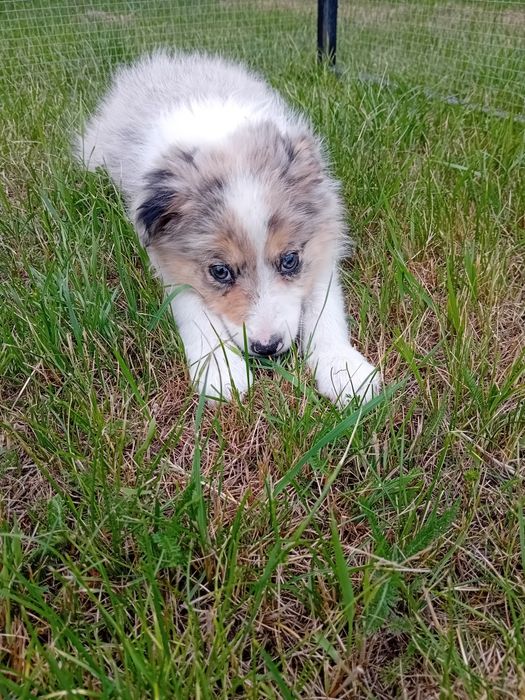 Border collie suczka
