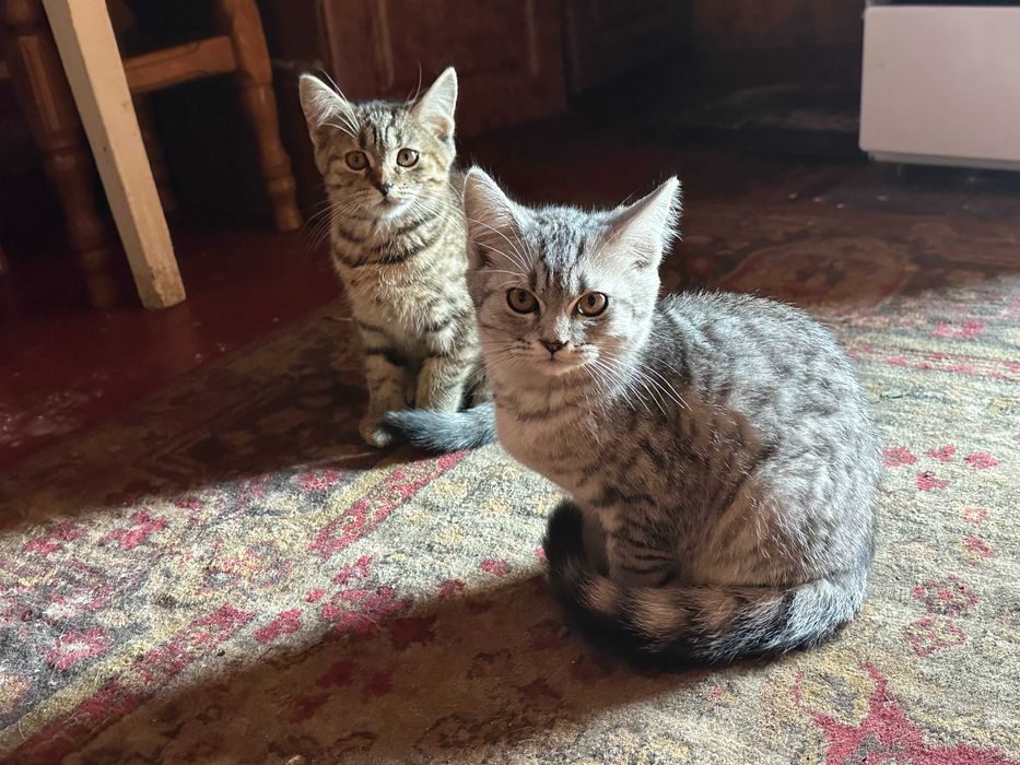Породистие котята     Безплатно