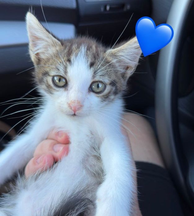 Gatos para adoção responsável