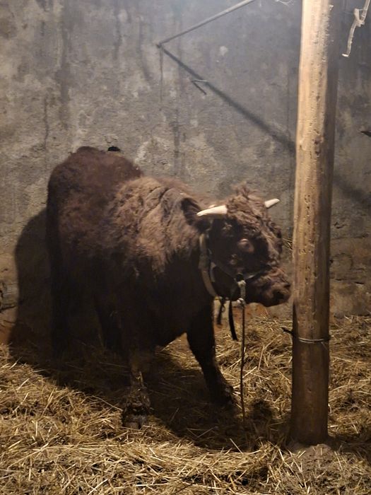 Novilho saler com cerca de um ano