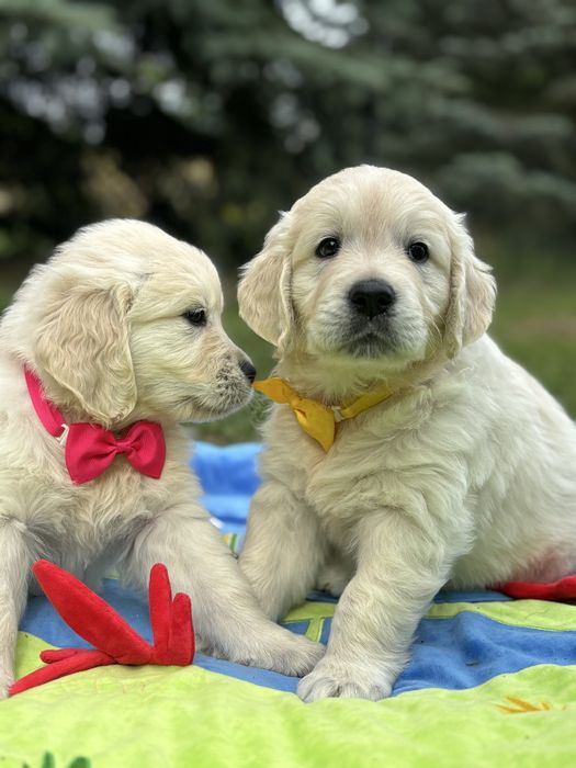 Kremowy samiec Golden Retriever FCI