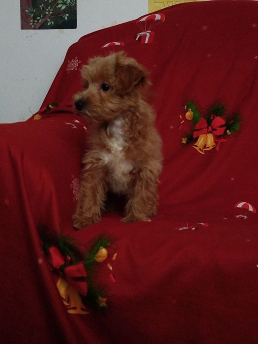 Мальтипу F1 Карамельні Хлопці і Дівчина