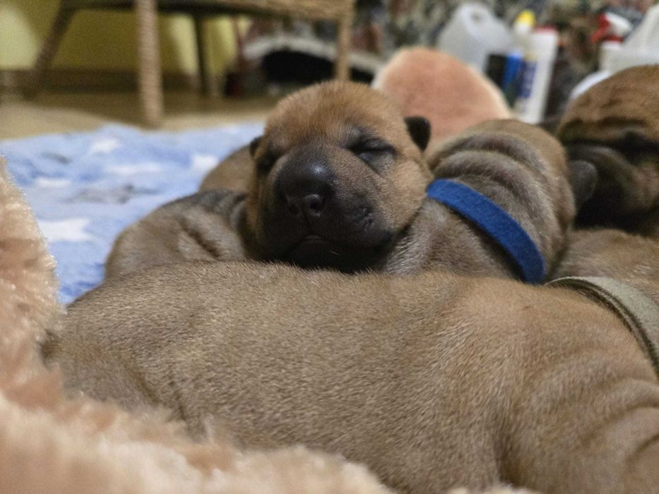 Shar Pei – suczka w klasycznym umaszczeniu | Revok Box (FCI)