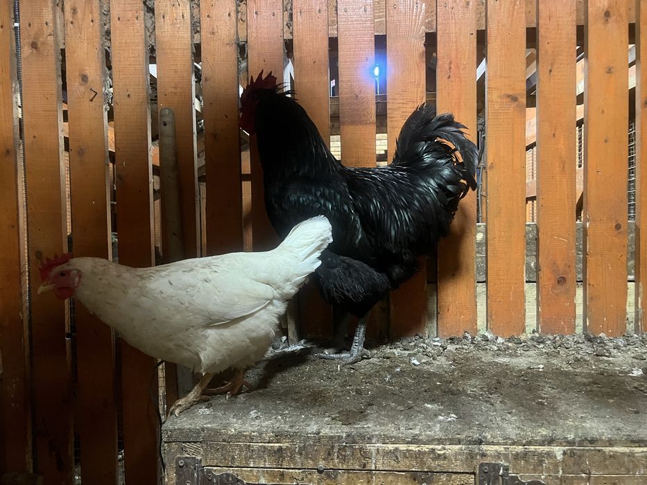 Продаю ікубаційні яйця курей мясояєчних порід