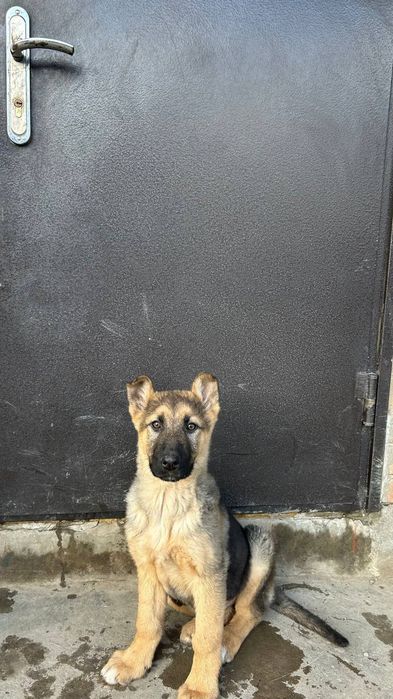 Дівчинка німецької овчарки