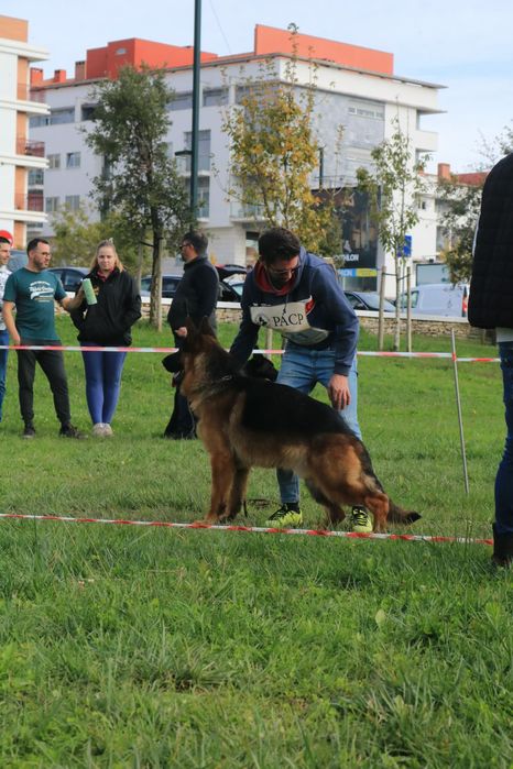 Pastor Alemão com lop