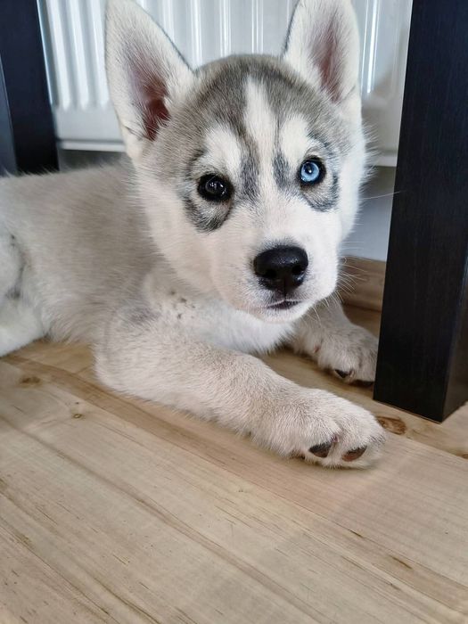 Piesek z heterochromią Siberian Husky  szczeniak zkwp fci