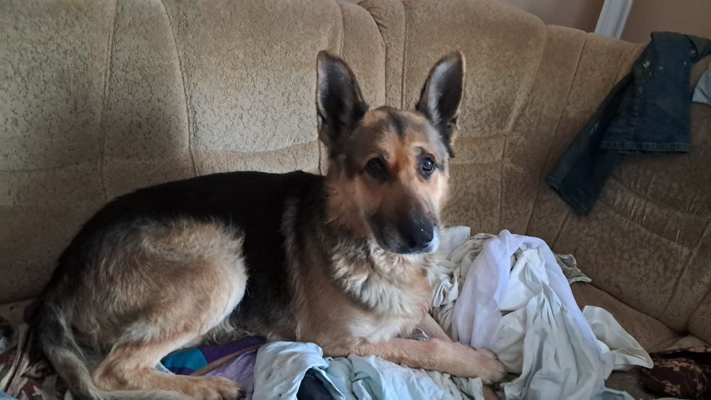 Собака вівчарка східно-європейська