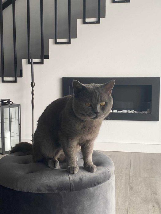 Kot kocur brytyjski reproduktor krycie / cena 500 zl