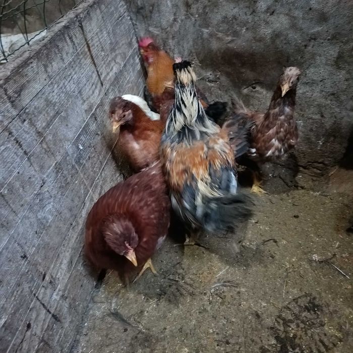 Fracas / galinha de Angola / cocós / coquichas