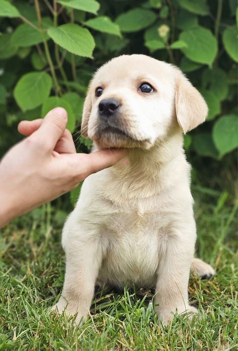 Labrador retriever- doskonałe szczenięta
