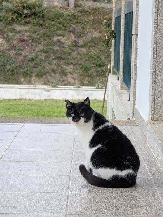 Duas gatinhas para adoção responsável