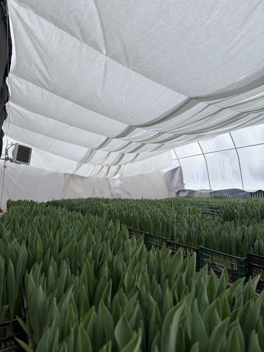 Тюльпан/ зріз тюльпану/ Квіти/ Опт 8 Березня