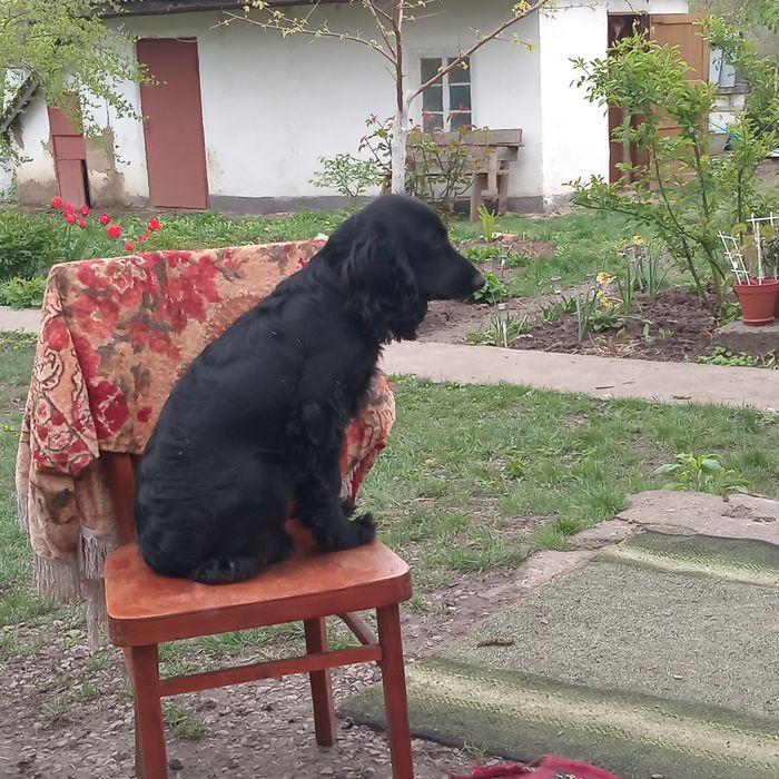 Англійський кокер спанієль,запрошує дам на побачення!