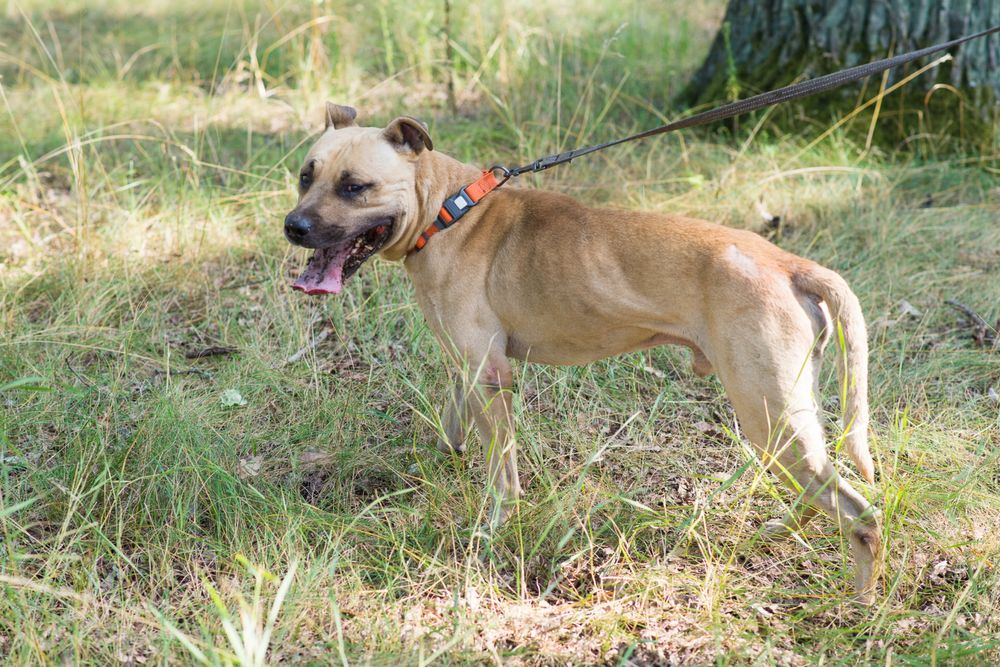 Пітбуль шукає дім