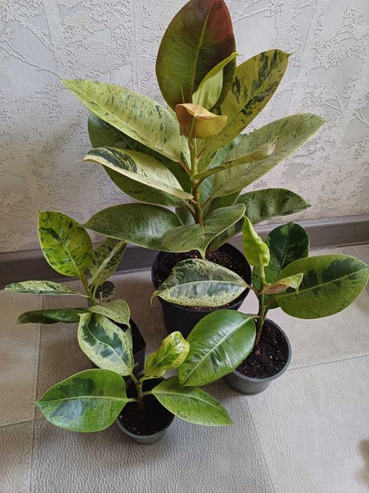 Фікус Шріверіана класичний та Муншайн Голден Кінг Диверсіфолія