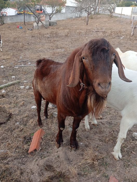 Cabras boer e cruzadas