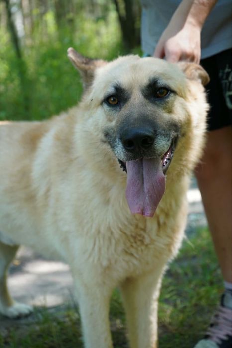 Cudo do adopcji