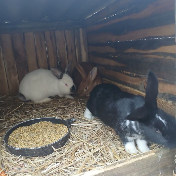 Sprzedam króliki w przedziale cenowym 70 - 150zł