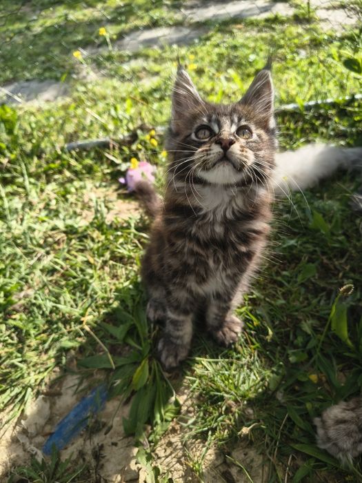Kocurek Maine Coon
