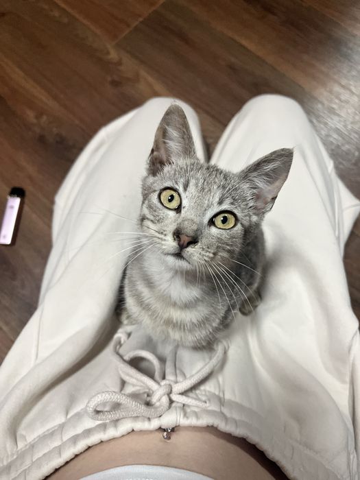 кошеня хлопчик