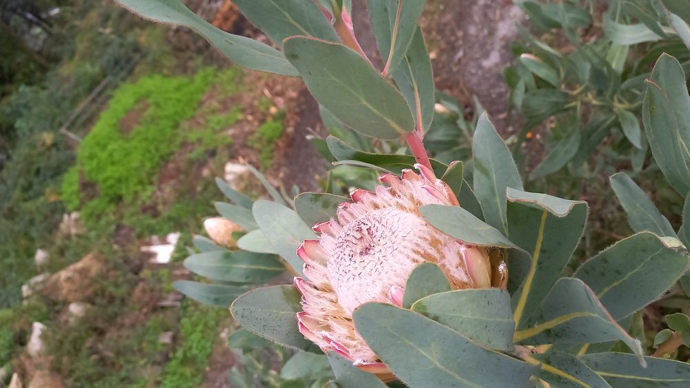 Vendo flores de protea