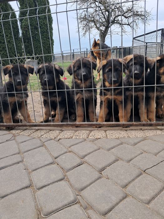 Owczarek niemiecki krótkowłosy