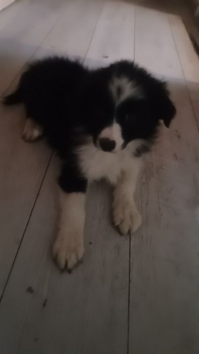Border collie szczeniak