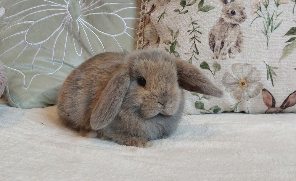 Królik mini lop baranek miniaturka karzełek