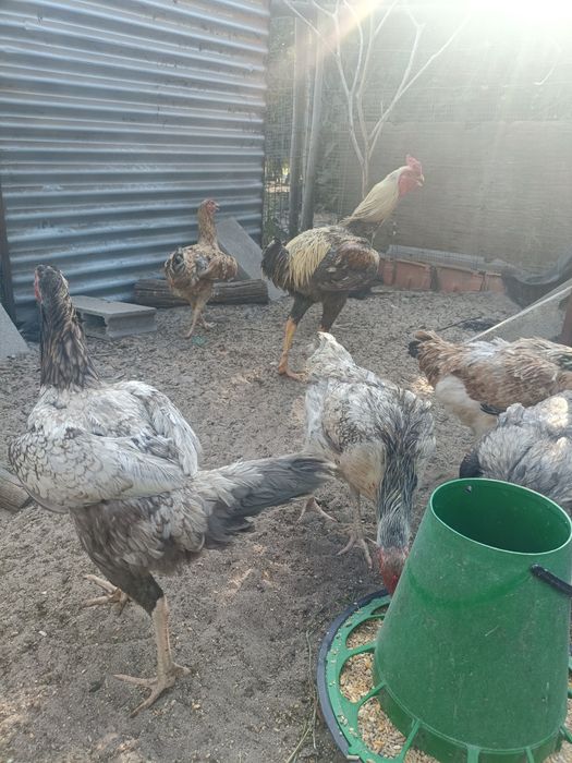 Ovos e Pintos de Índio Gigante