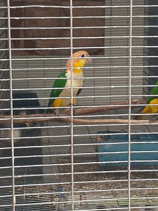 Marianinhas  canelas 2  fêmeas  1 macho