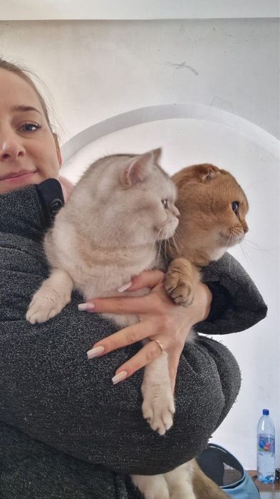 Шотландські кошенята Золота та Срібляста шиншила (Чернігів)
