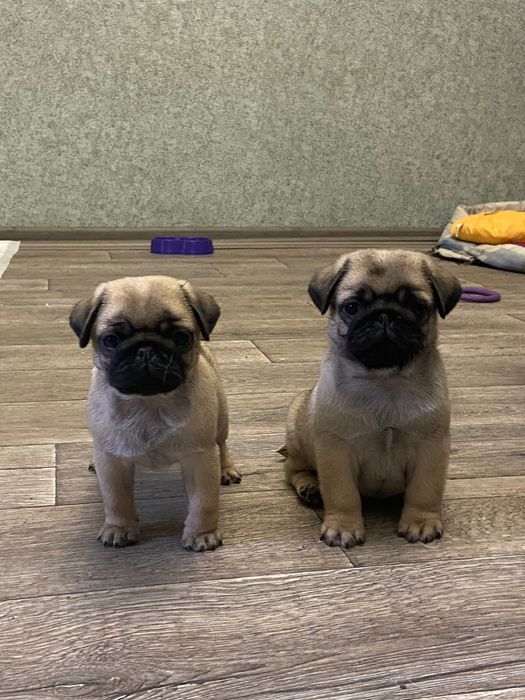 Маленьки мопсики с документами КСУ