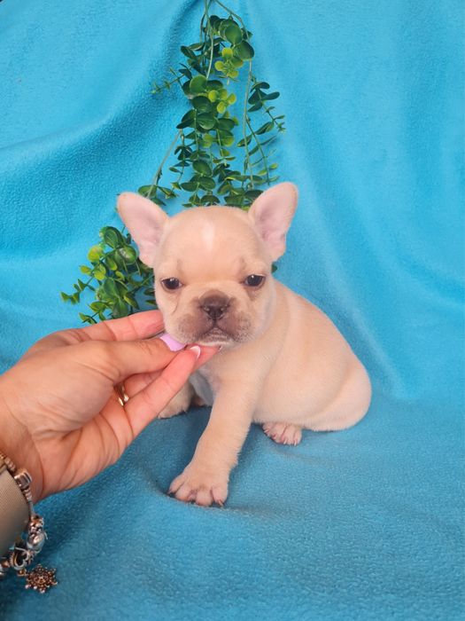 Excelente menina Bulldog/Bouledogue Francês de Qualidade