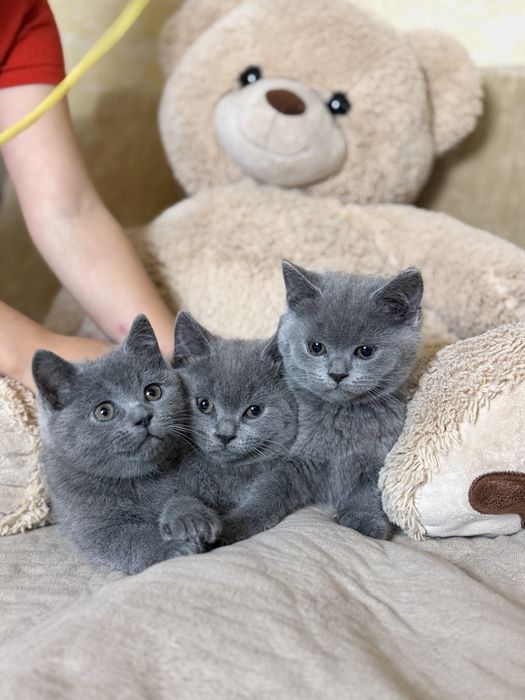 Кошенята британці