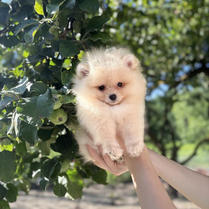 Хлопчик шоу класу тип ведмедика
