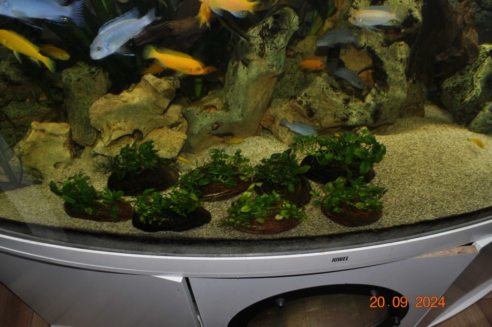 Anubias Nana Pangolino na kokosie, skorupie orzecha kokosowego