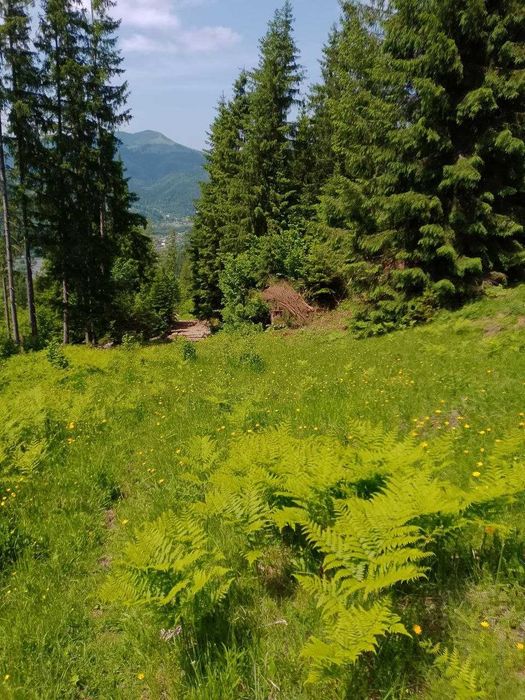 1,1679 га | Верховина | Повна приватність | Під забудову