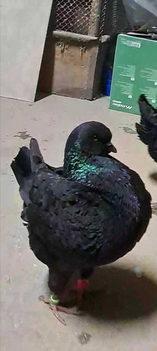 Kingi , gołębie king