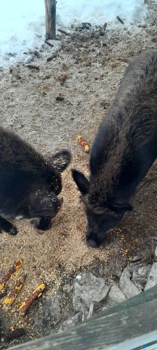 Продам пару свиней.